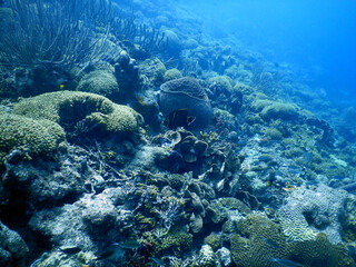 unterwasser, sea, water, fish,