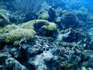 unterwasser, sea, water, fish,