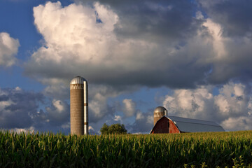 Corn farm © alupu