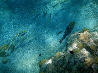 unterwasser, sea, water, fish,