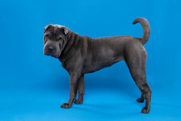 Standing grey Sharpei dog looking at the camera isolated on a blue background