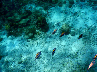 unterwasser, sea, water, fish,