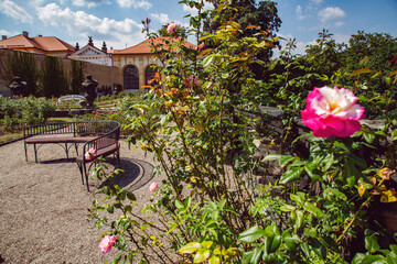 Decin castle rose garden, Decin city, Czech republic