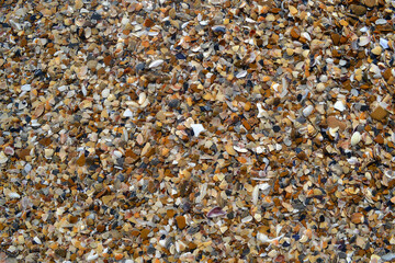 shattered sea shells background