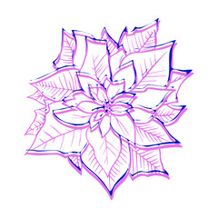 Beautiful poinsettia for Christmas cards and greetings
