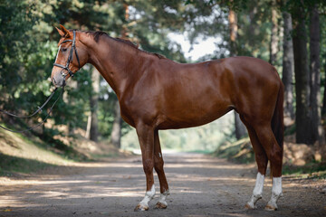 young chestnut trakehner mare horse with white line on face and white legs