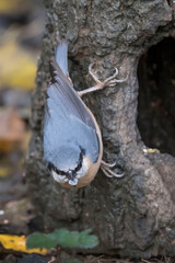 Nuthatch holding a pebble
