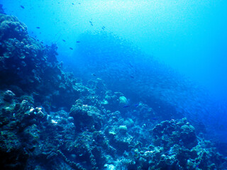 Fototapeta na wymiar unterwasser, sea, water, fish,