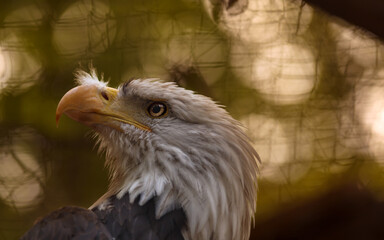 American eagle. Majectic white head wildlife predatory bird. Closeup look of falcon with brown background, patriotic angry face portrait, usa freedom symbol
