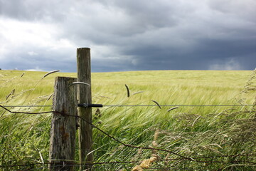 Dunkle Wolken über Getreidefeld mit Zaun