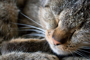 Portrait of a sleeping cat's moustache and nose close-up. can be used to pack drugs to treat nasal diseases in animals