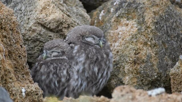 Two fluffy little owls sleep next to the burrow. Athene noctua