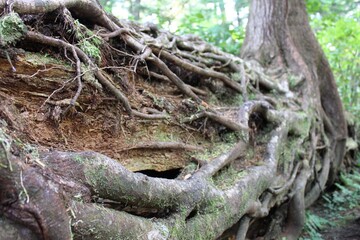 Offen liegende Baumwurzeln