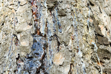 tree trunk and tree bark full screen close-up. Resin, trees without bark.