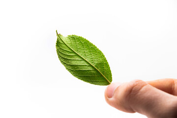 Green autumn leaves on white isolated background