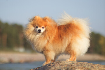 Portrait of cute little Pomeranian miniature Spitz dog outdoors