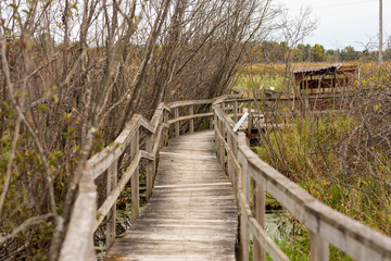 The wooden trail into the swamp in conservation area.