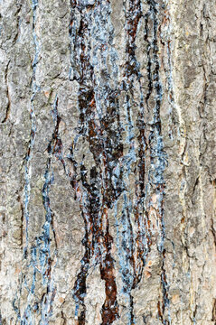 tree trunk and tree bark full screen close-up. Resin, trees without bark.