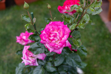Close up of pink rose in the garden