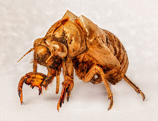 Macro shot of an empty exoskeleton of a cicada