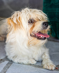 Close up of smiling and happy dog with protruding tongue 