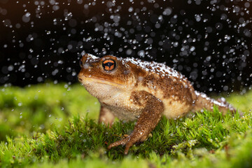 Sapo-comum-iberico, Common Toad (Bufo spinosus)
Ovar (sector M) Portugal - 2019.11.23
