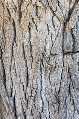 Close up of bark of a tree in the park