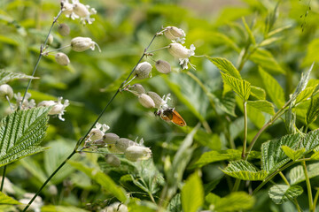 Butterfly on white flower in the mountains