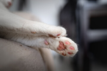Primer plano de las patas de un gato domestico de color blanco