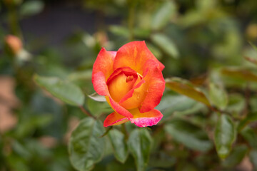 Orange red rose from the garden