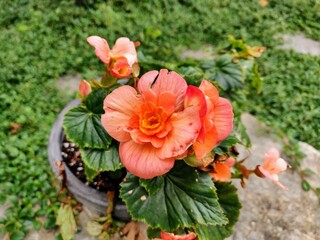 Orange flowers in the garden