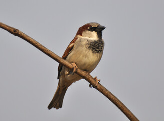 Sparrows (Passer) are sitting on a branch
