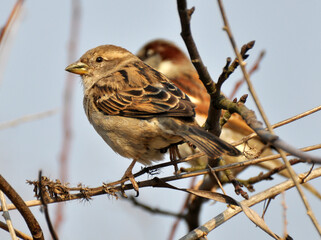 Sparrows (Passer) are sitting on a branch