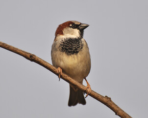 Sparrows (Passer) are sitting on a branch