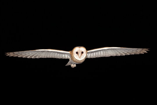 Coruja-das-torres, Barn Owl (Tyto alba)
Vila Franca de Xira, Portugal - 31/08/2020

*(xPLUG mount for TK35)*
