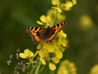 Small tortoiseshell (Aglais urticae) on yellow rape flowers, Poland