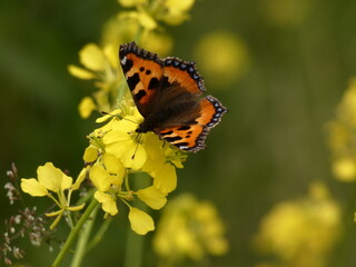Small tortoiseshell (Aglais urticae) on yellow rape flowers, Poland