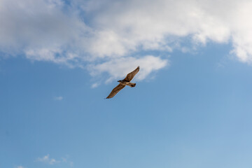 Flying gull in the sky above the beach in Bulgaria