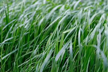Close up Green grass background