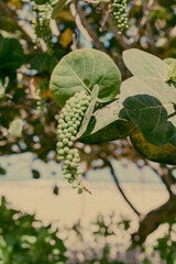 Exotic plant with green berries and large leaves. Tropical nature. Yellow light. 
