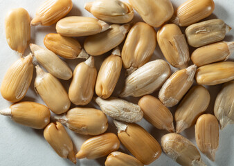 Peeled sunflower seeds on a white background. Isolate A handful of seeds close-up. Macro.