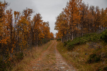 Obraz premium Old mountain road runs through a colorful autumn landscape