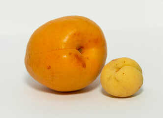 Close up of a large and a small apricots with an isolated white background. Female beginning.