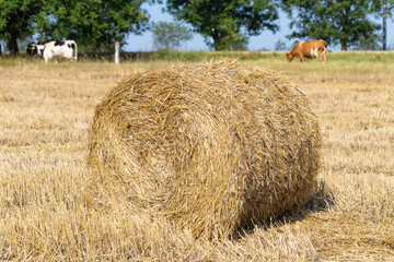 Wheat harvesting. Round bales of straw in the field. Cows graze in the field.