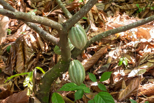 &Aacute;rbol de cacao con vainas de cacao verde org&aacute;nico chocolate