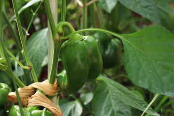 green pepper on a branch in the garden