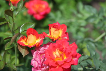 red roses in garden, flowers, blossom, plant, summer, floral, bloom, flora, beautiful, yellow, petal