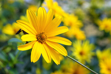 Yellow flowers of Helianthus tuberosus in the garden.