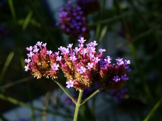 purple,small flowers of Verbena bonaviensis plant in summer