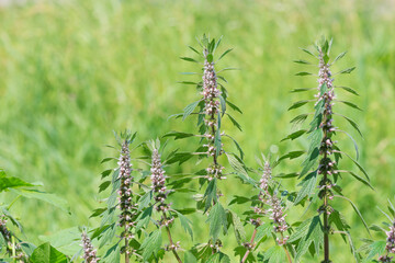 Medicinal plant motherwort (Leonurus cardiaca)